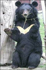 Andrew Moon Bear